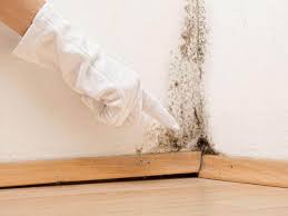 Mold Documentation for Insurance Claims in Sullivan, IL